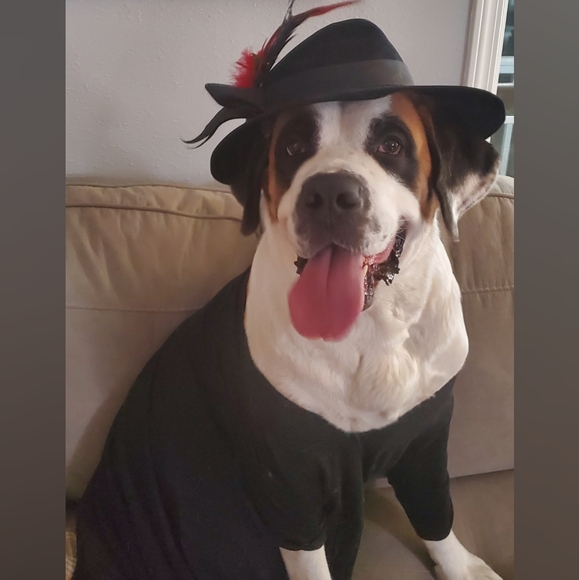 Meet your Posher, Abbey - Picture 2 of 11